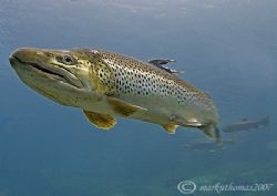 Brown trout.
Capernwray, Feb 07.
D200 16mm. by Mark Thomas 